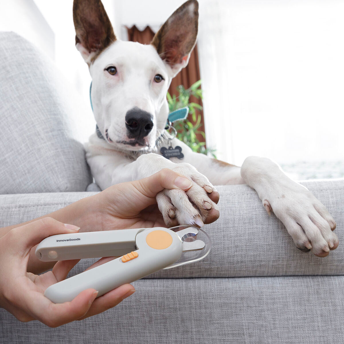 Innovagoods Coupe-Griffes Avec Led Pour Animaux De Compagnie Clipet Innovagoods